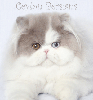 ceylon.gif