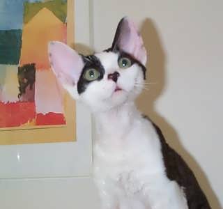 ripplerexcattery.jpg